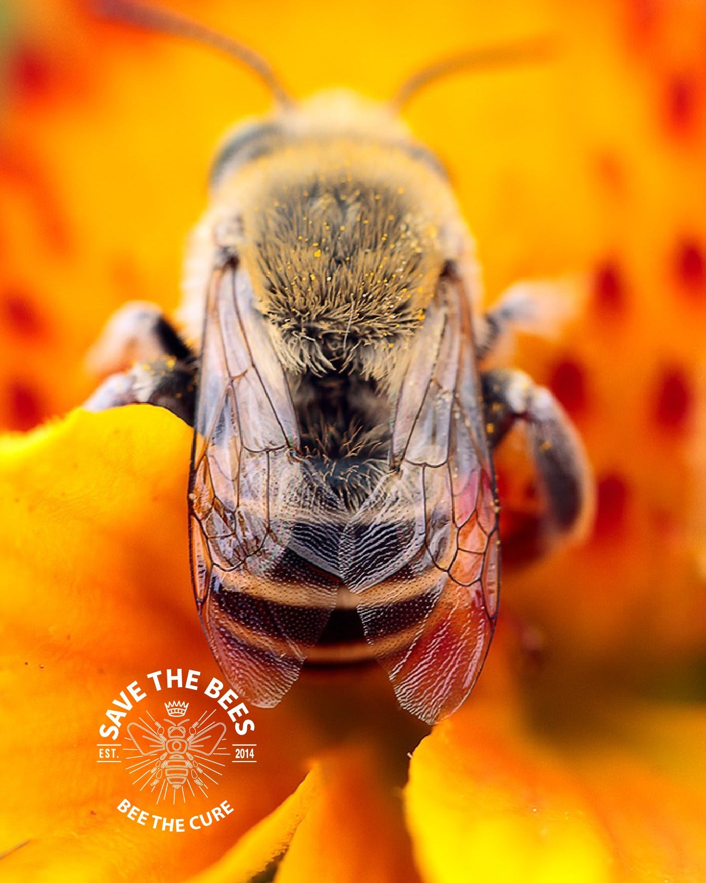 Antibiotic Free | Bulk Honey