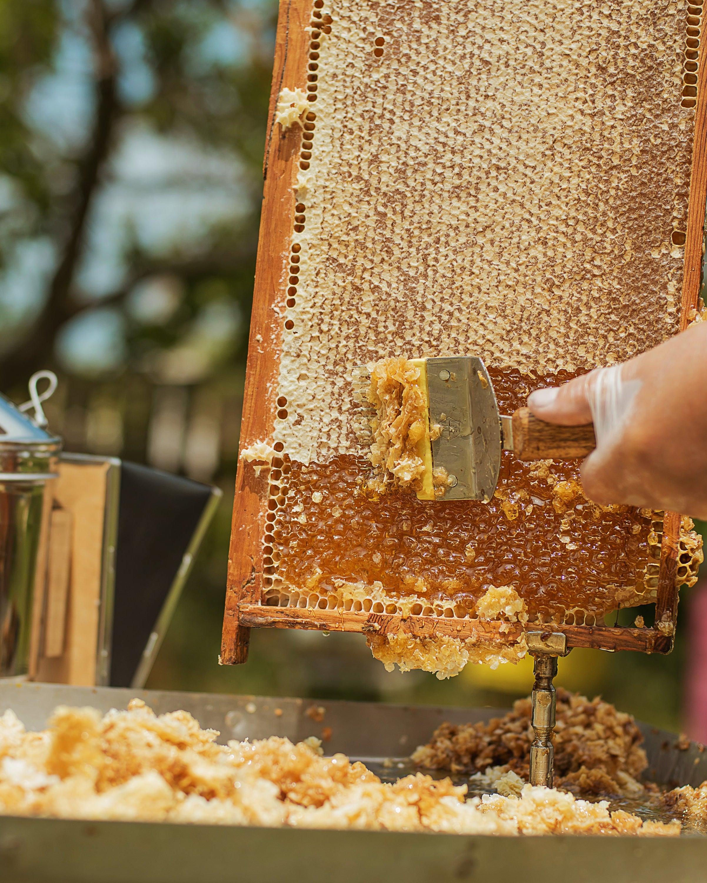 Antibiotic Free | Bulk Honey