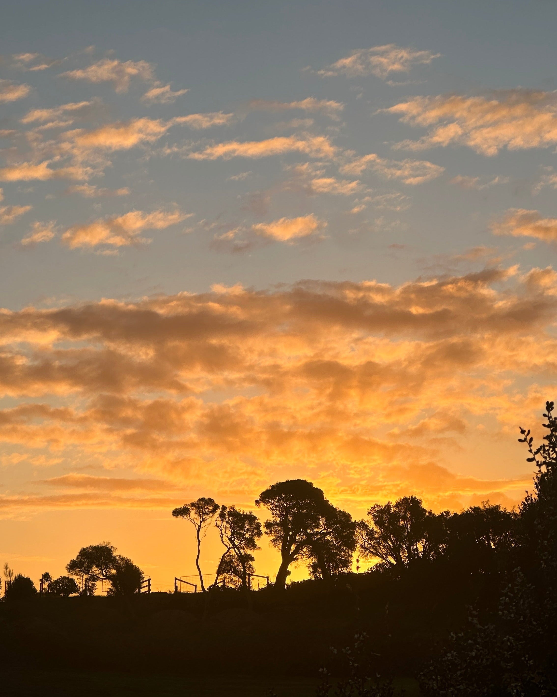 Antibiotic Free | Bulk Honey